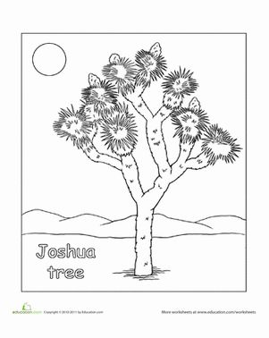 Color a joshua tree worksheet education tree coloring page joshua tree tree doodle