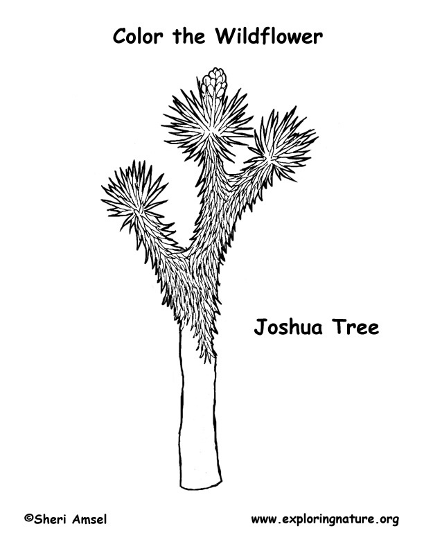 Joshua tree coloring page