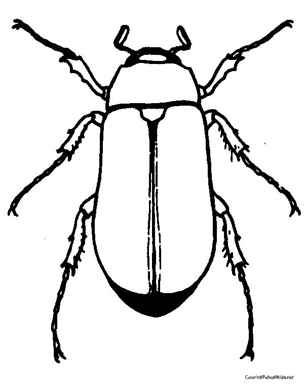 Insect coloring pages coloring pages beetle