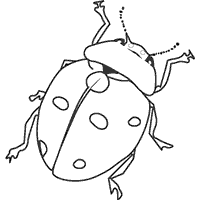 Lady beetle coloring pages