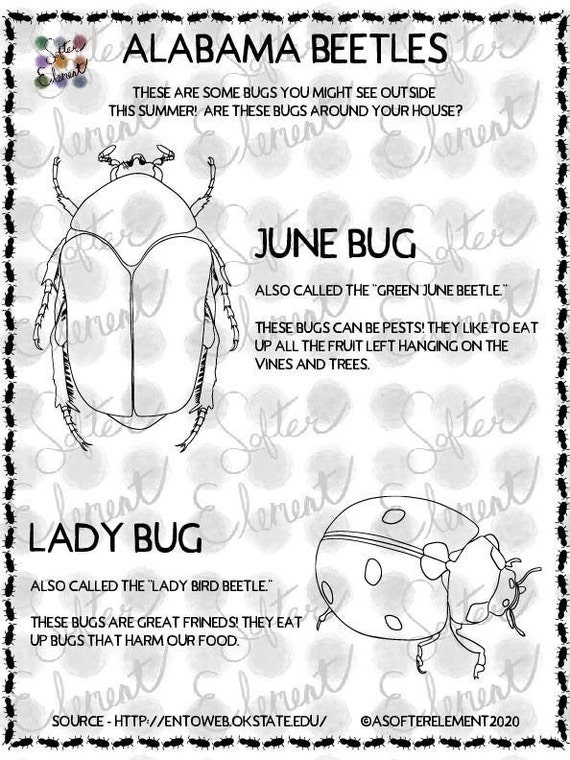 Nature coloring pages alabama beetles june bug lady bug bug coloring worksheet