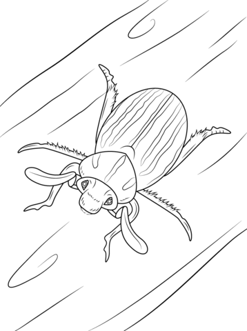 Ten lined june beetle coloring page free printable coloring pages