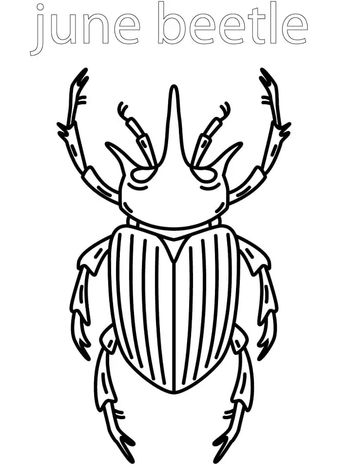 Beetle coloring pages