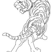 Jungle animals coloring pages