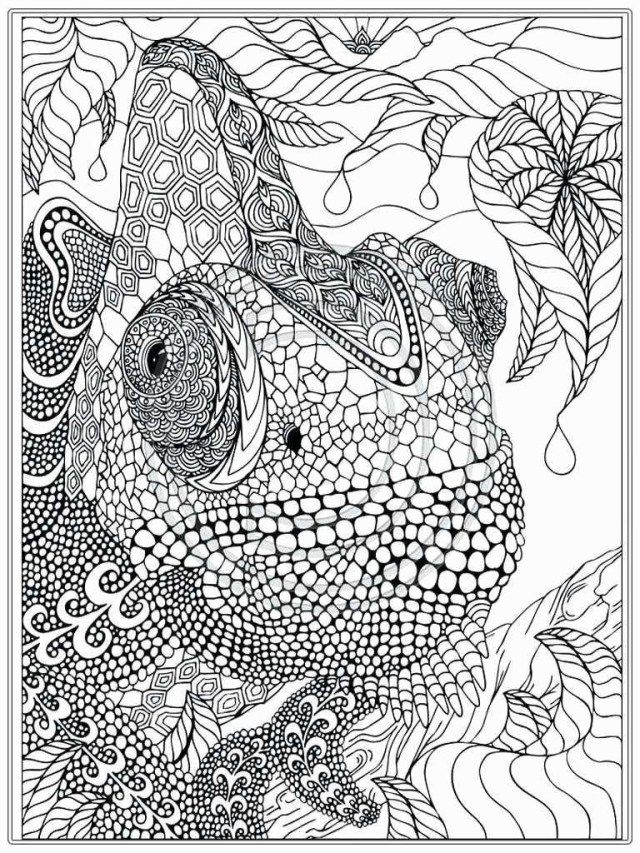 Creative photo of jungle coloring pages