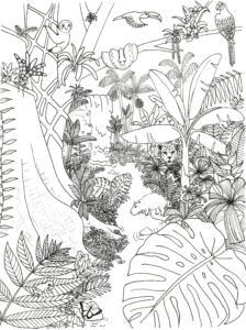 Rainforest coloring page rainforest alliance