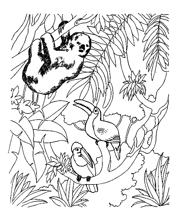 Jungle coloring pages