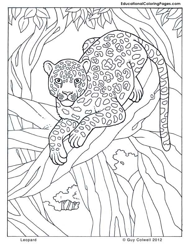 Leopard coloring tropical coloring pagesjungle coloring pages animal coloring pages jungle coloring pages coloring pages