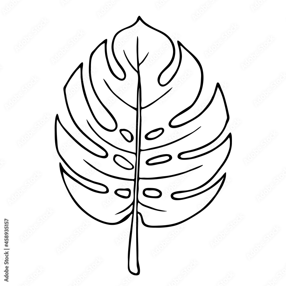 Monstera leaf outline floral hand drawn sketch on white background minimal line design vector for organic products botanical illustration coloring book tropical nature template home decor vector