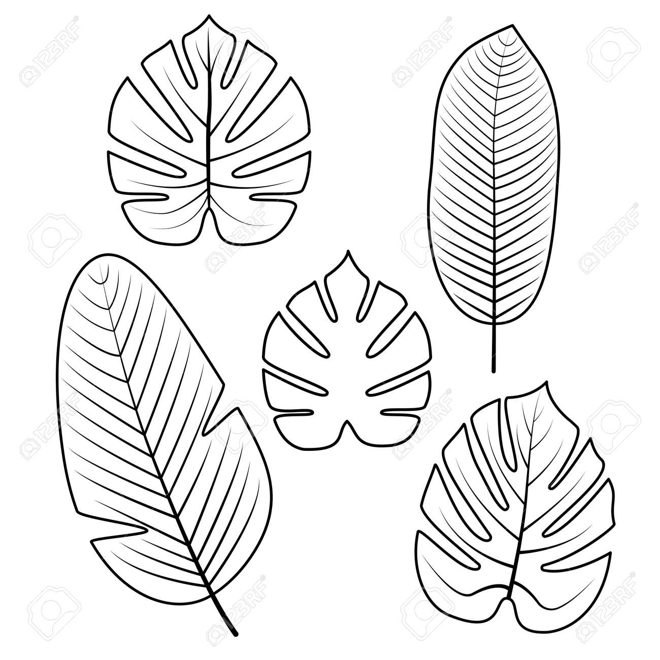 Tropical palm leaves isolated on white background outline vector illustration jungle leaves used illustration for coloring book posters invitations royalty free svg cliparts vectors and stock illustration image