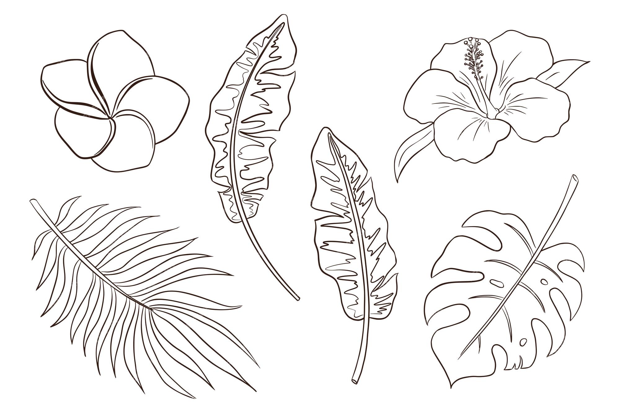 Premium vector tropical flowers and leaves coloring page set of hand drawn exotic plants and blossoms vector illustrations banana palm and monstera leaves hibiscus and plumeria flowers premium vector