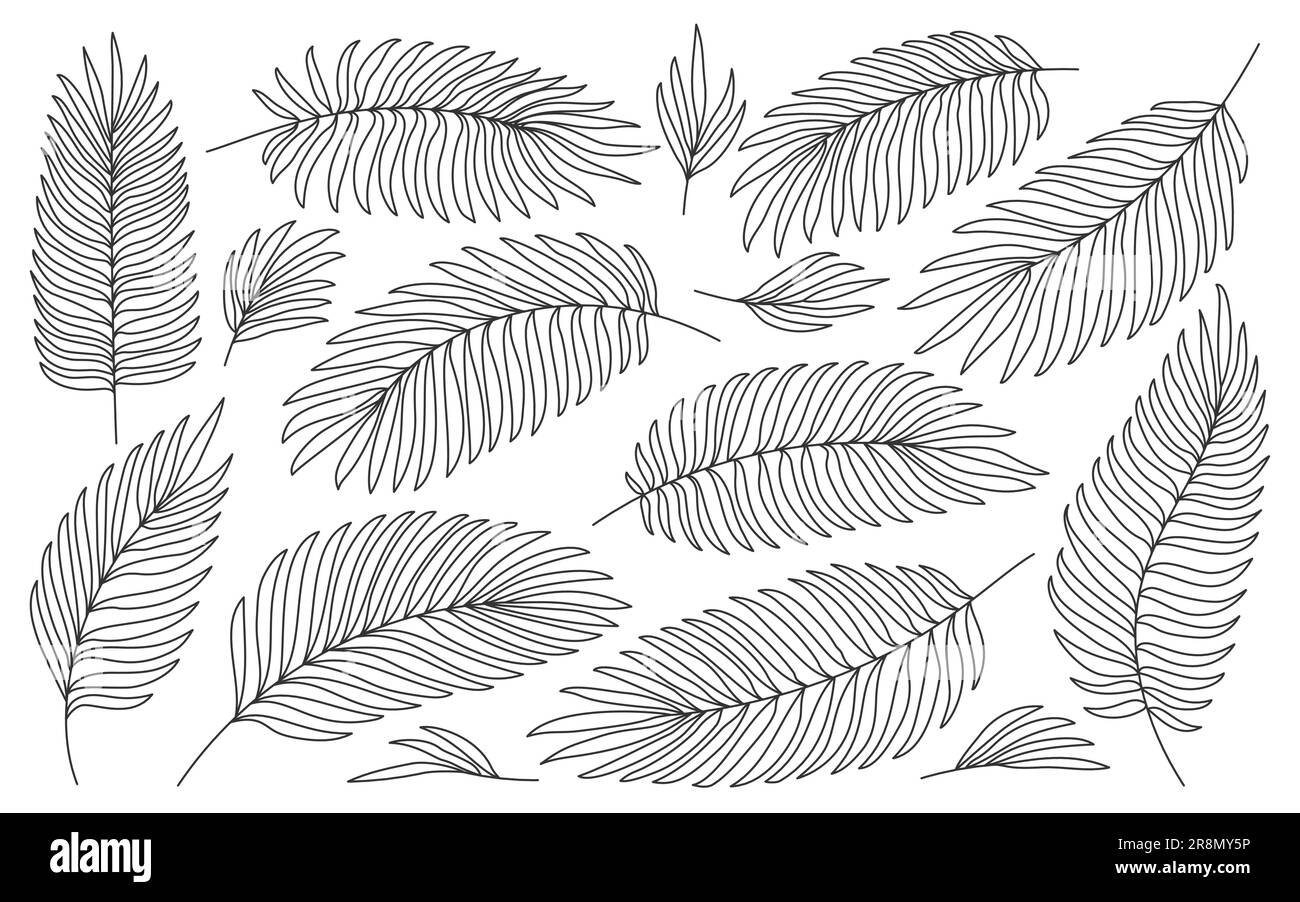 Tropical palm black line leaves isolated on white hand drawn tropic jungle foliage coloring book page