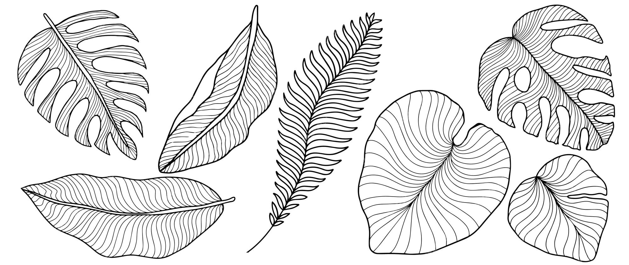 Premium vector vector tropical black and white illustration with palm leaves fern monstera leaves banana leaves for coloring pages backgrounds covers decor