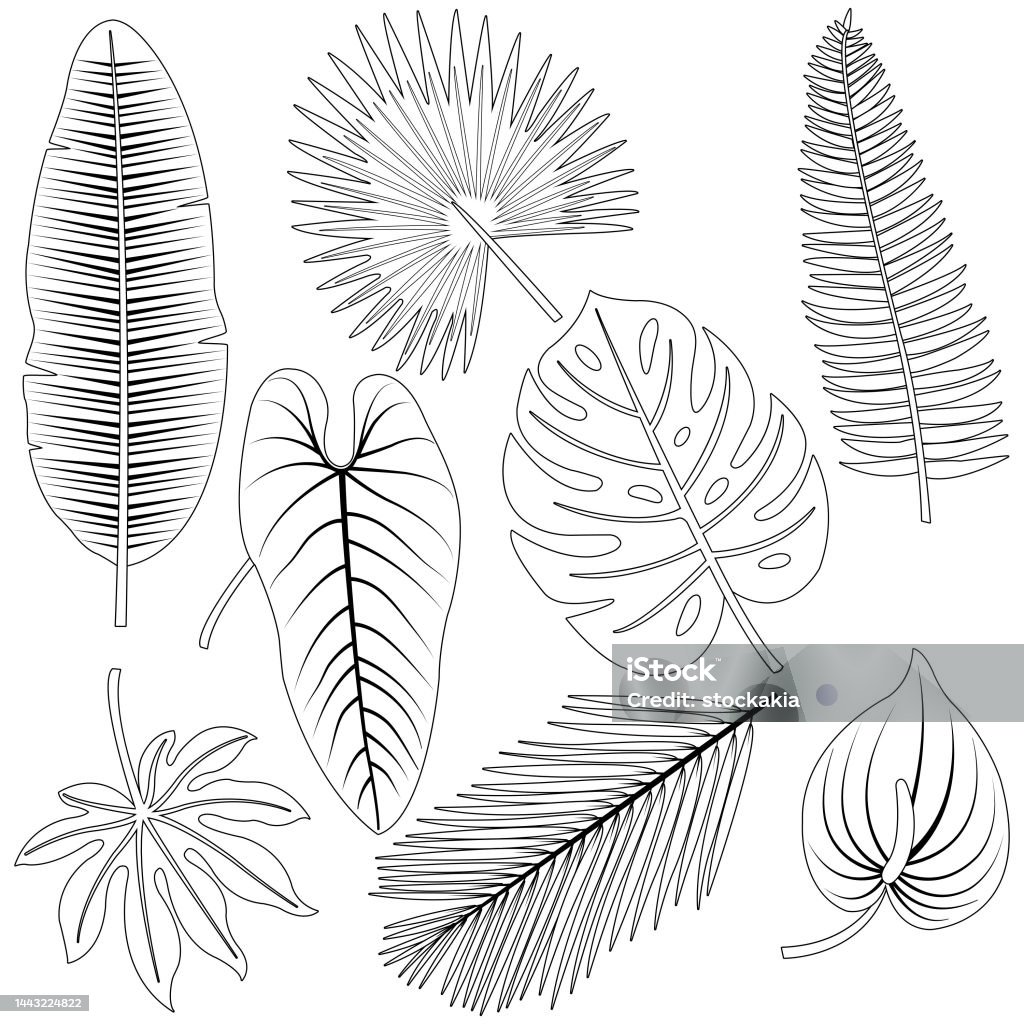 Tropical plant leaves collection vector black and white coloring page stock illustration