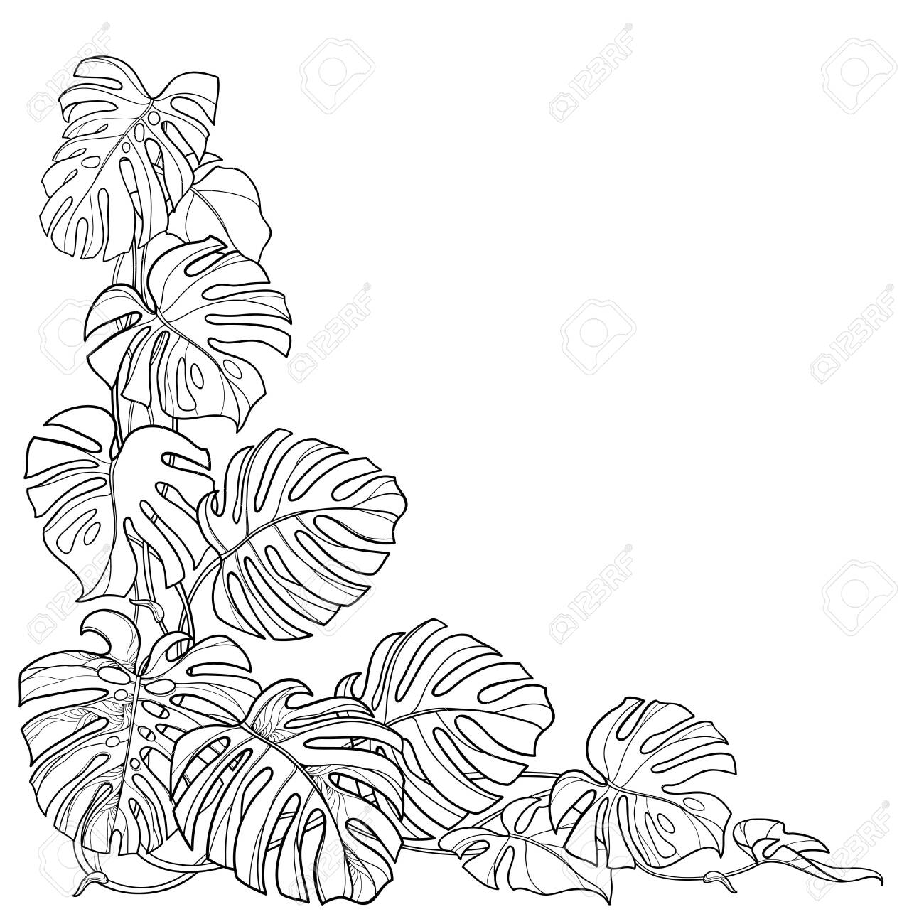 Corner contour monstera leaf for jungle coloring book royalty free svg cliparts vectors and stock illustration image