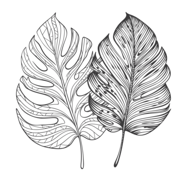 Line drawing of tropical leaves coloring page printable image outline sketch vector leaves drawing wing drawing ring drawing png and vector with transparent background for free download