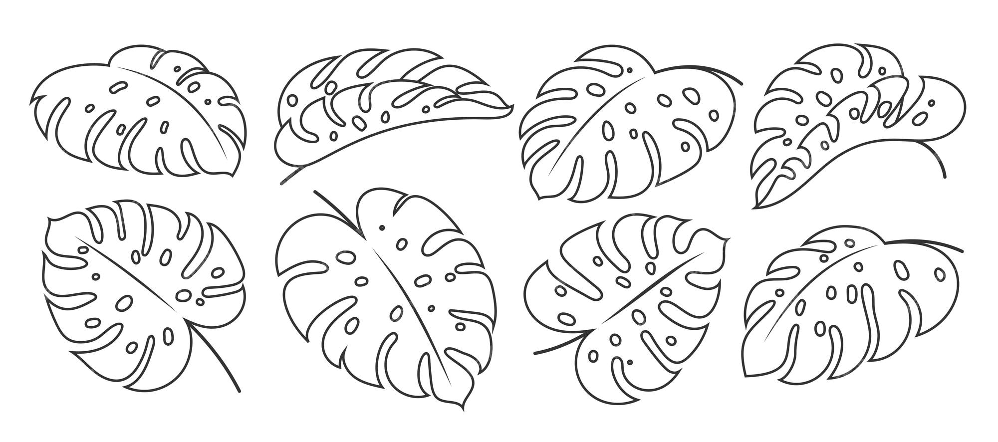 Premium vector monstera deliciosa leaf linear set philodendron single leaves coloring page template tropical exotic summer plant branch floral doodle hand drawn fashion design element outline jungle foliage