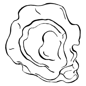 Oyster coloring pages printable for free download