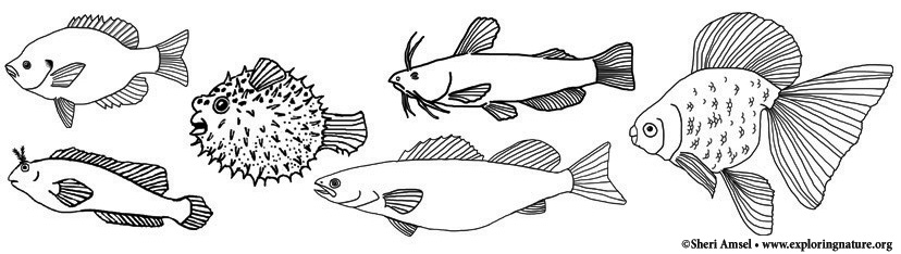 Fish coloring pages