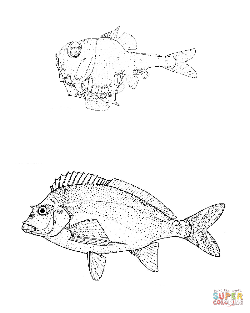 Girella hemigymnus half