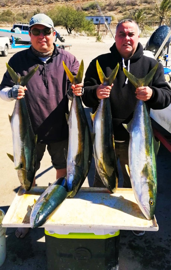 Tailhunter fish report la paz baja california sur mexico page