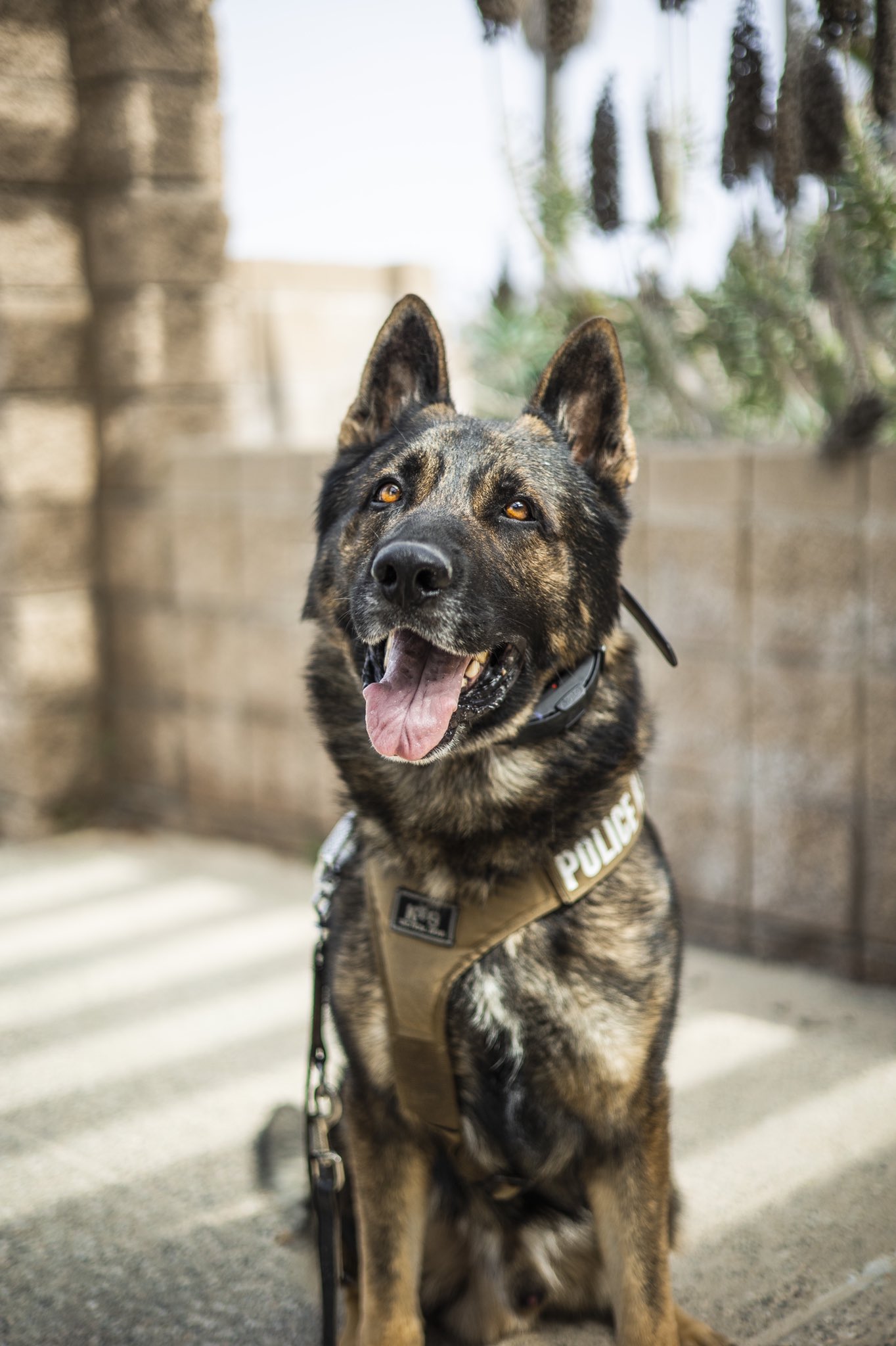 Creative 4k high resolution wallpaper art of a dog inspired by game movie  with Tactical shooter with realistic military settings and weaponry by  Photography (generative AI) Stock Illustration | Adobe Stock