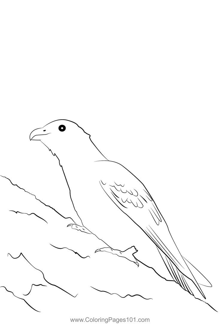 Asian koel coloring page coloring pages color coloring pages for kids