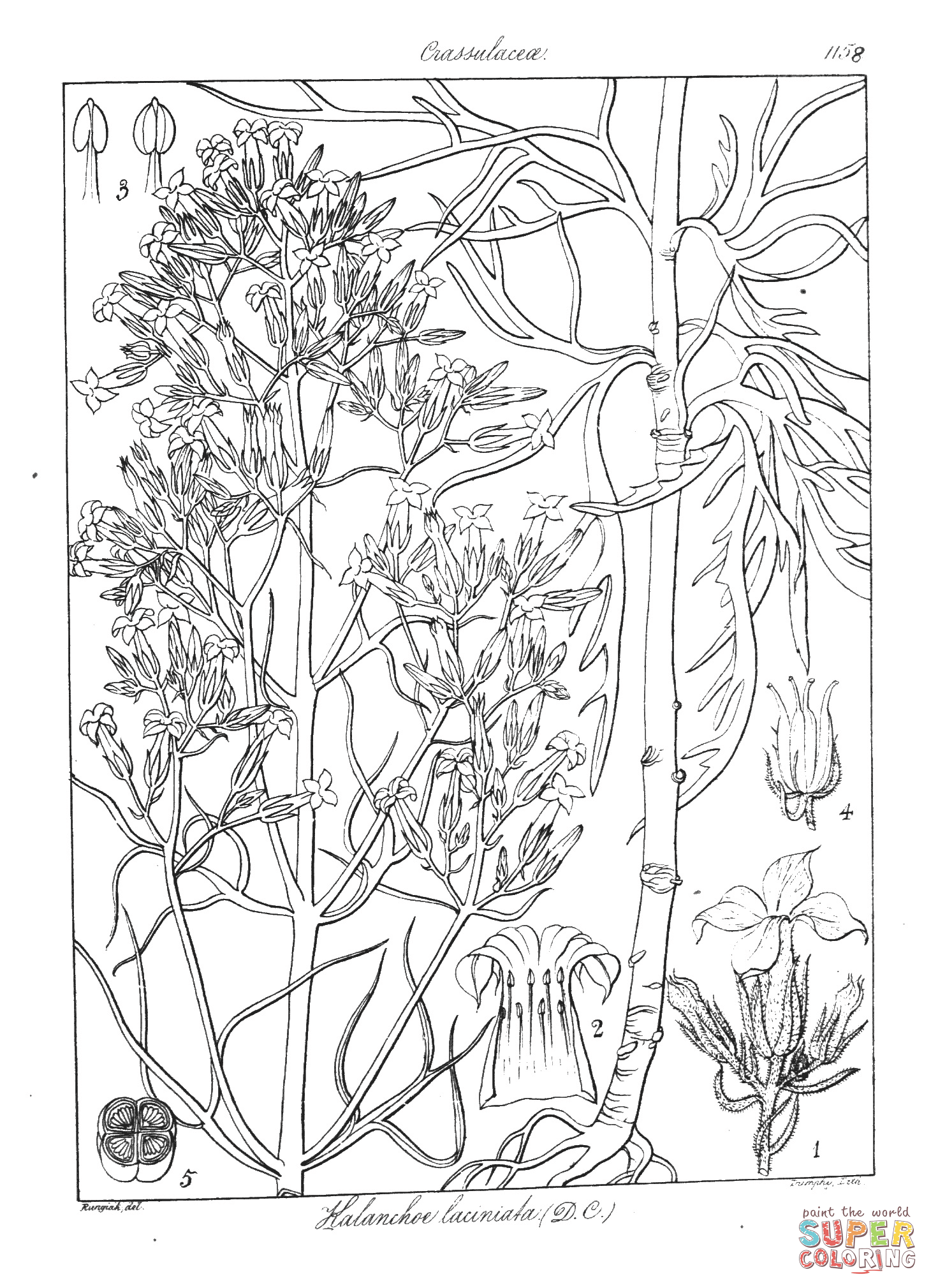 Kalanchoe laciniata coloring page free printable coloring pages