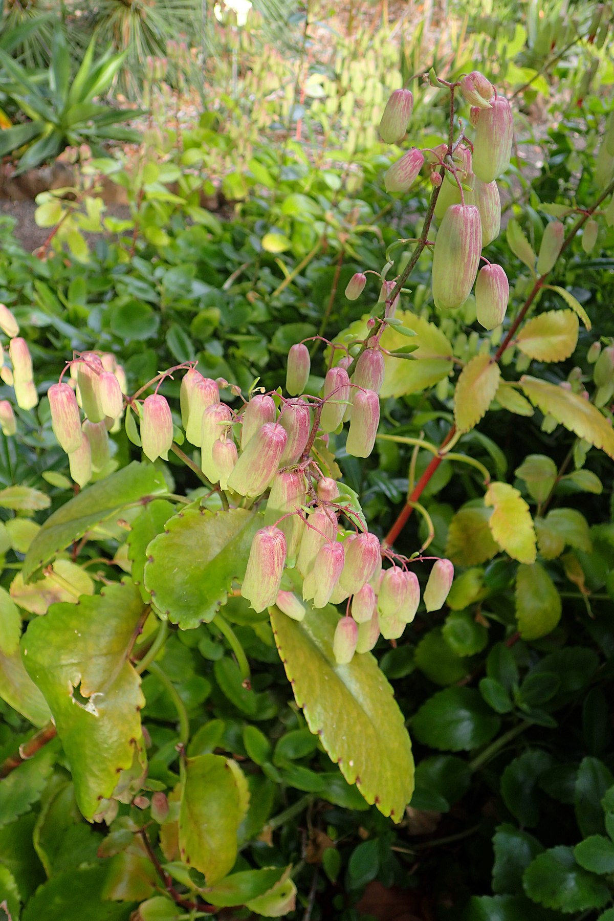 Kalanchoe pinnata