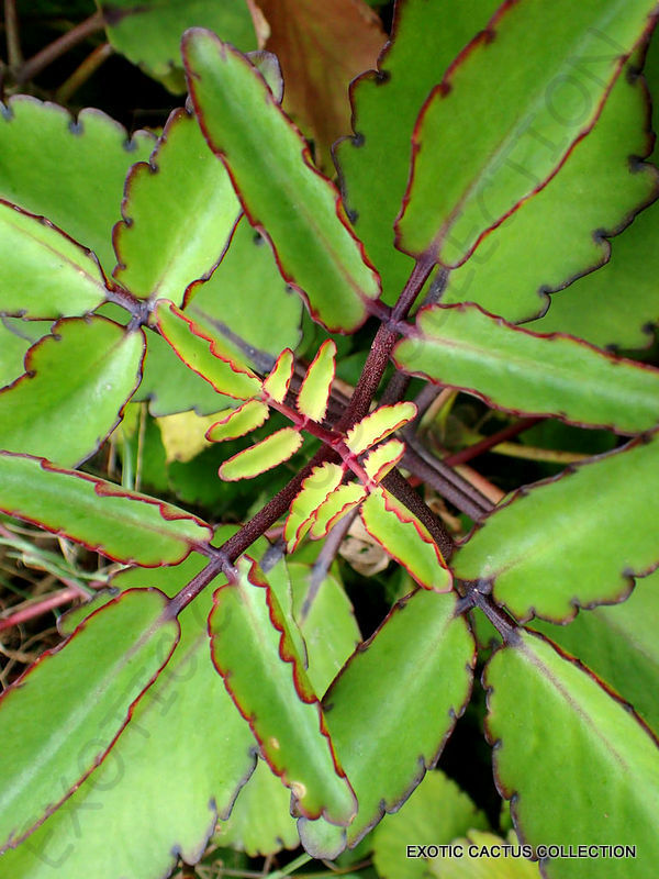 Color kalanchoe pinnata miracle leaf air plants bryophyllum pinnatum plant