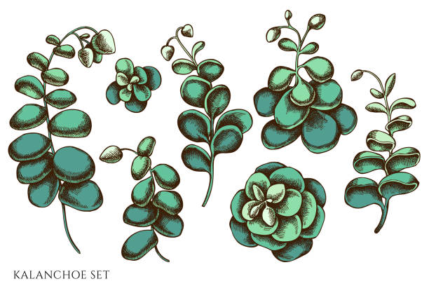 Kalanchoe stock illustrations royalty