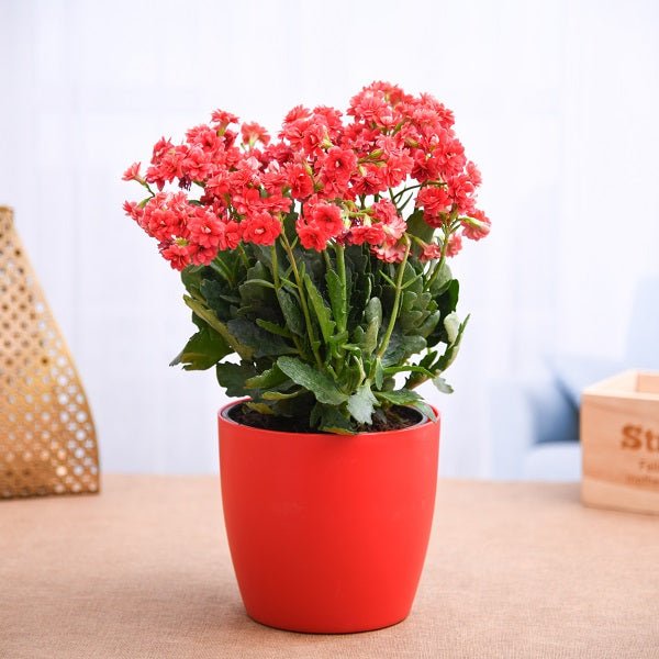 Buy kalanchoe any color