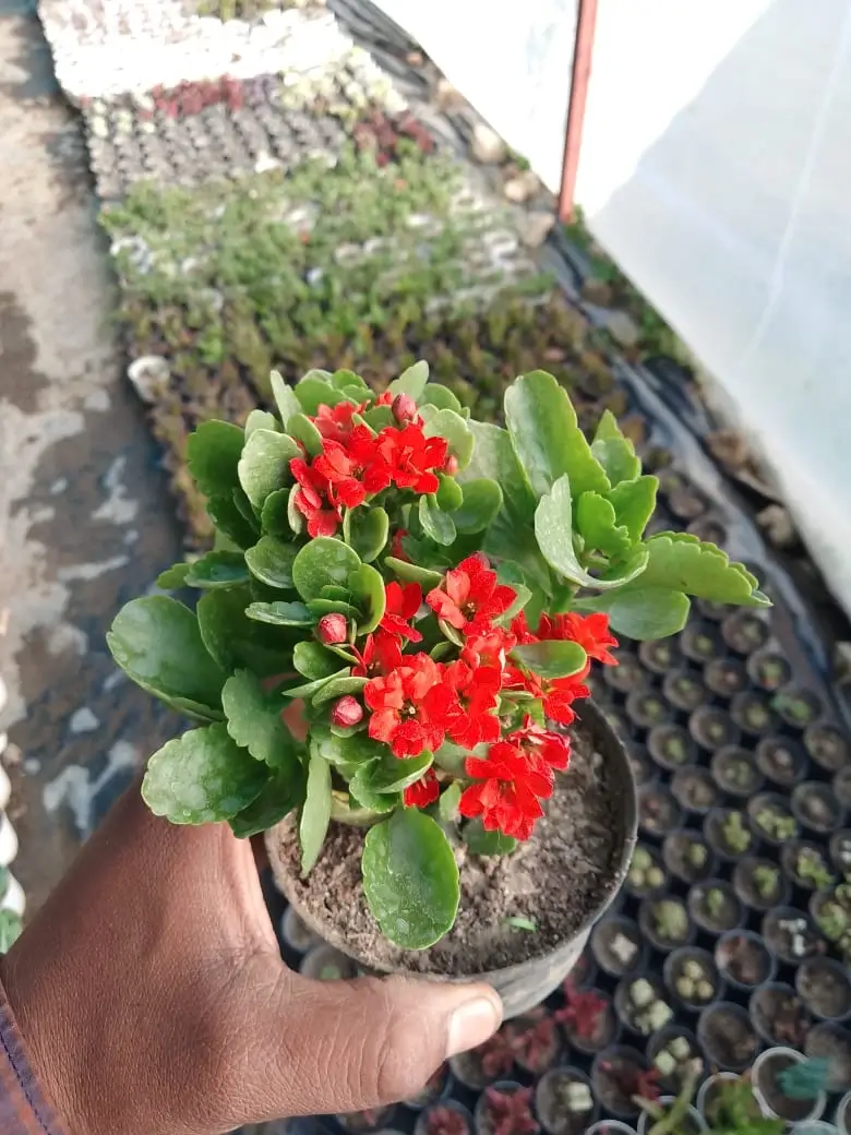 Kalanchoe pinnata succulent plant