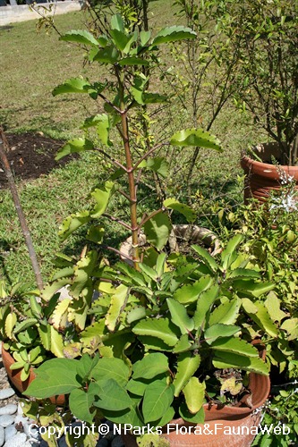 Kalanchoe pinnata