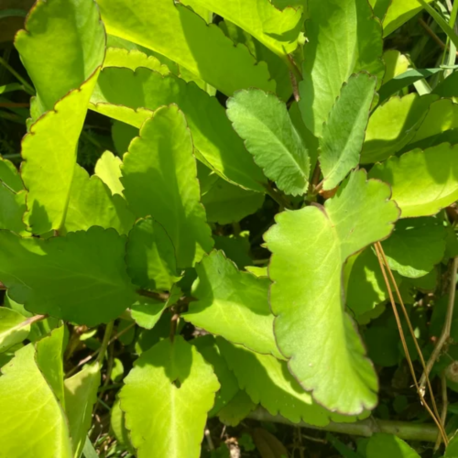 Ilamulachi patharchatta bryophyllum pinnatum kalanchoe pinnata m â hug a plant