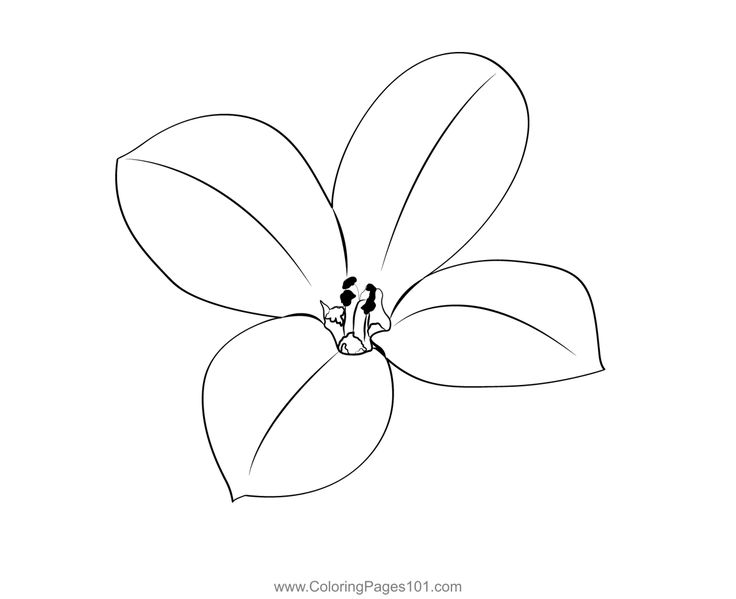 Kalanchoe flower coloring page in flower coloring pages coloring pages coloring pages for kids