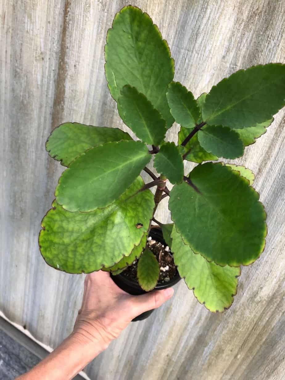 Kalanchoe pinnata succulent