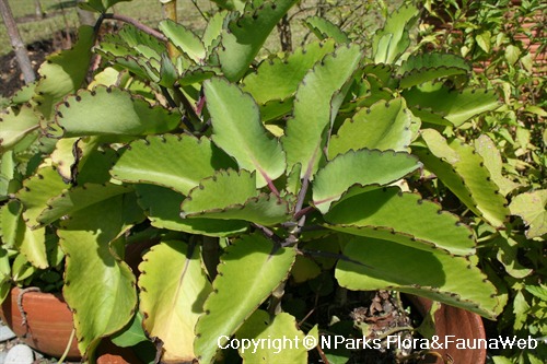 Kalanchoe pinnata