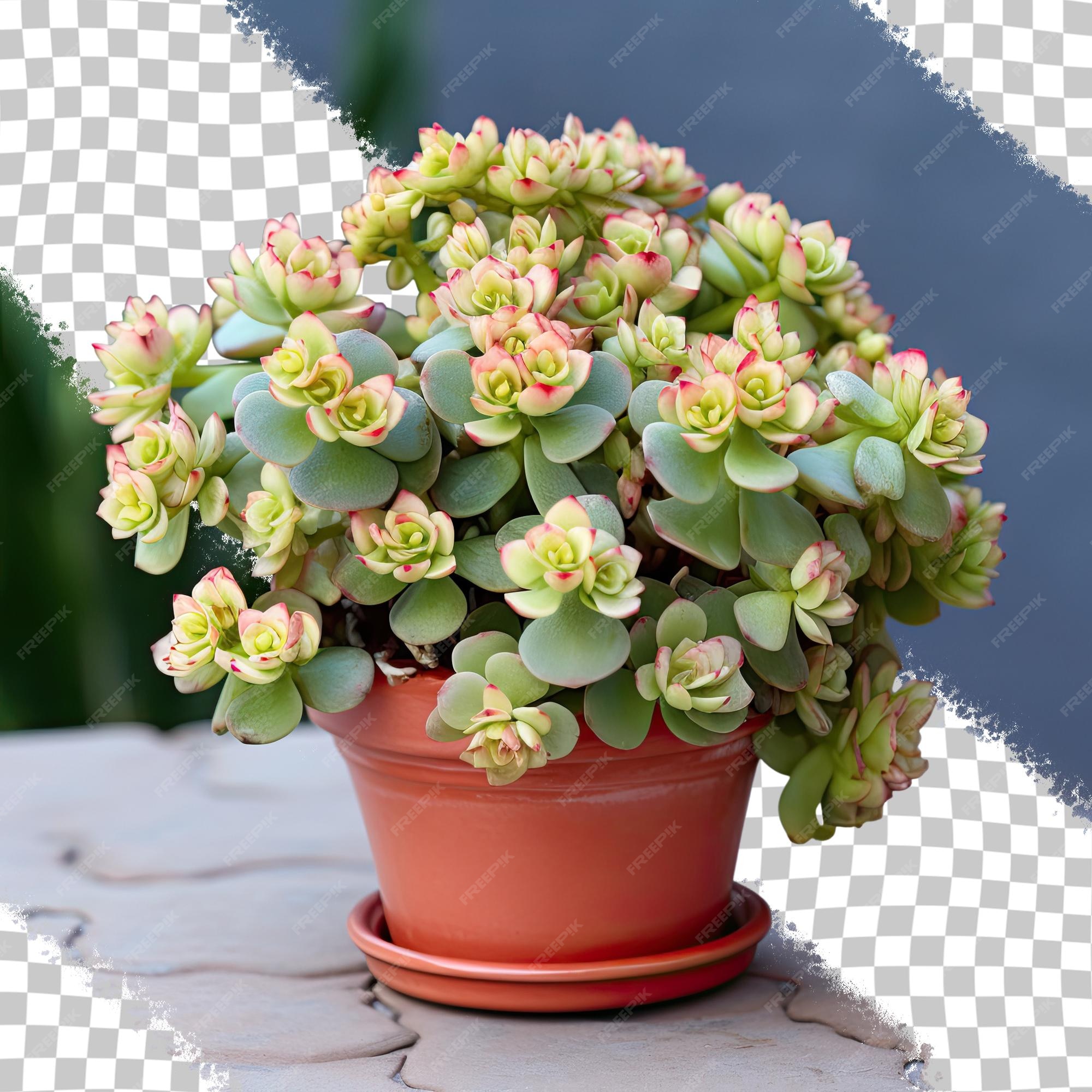 Premium psd a potted kalanchoe lariniata is a lovely decorative plant in the house yard transparent background