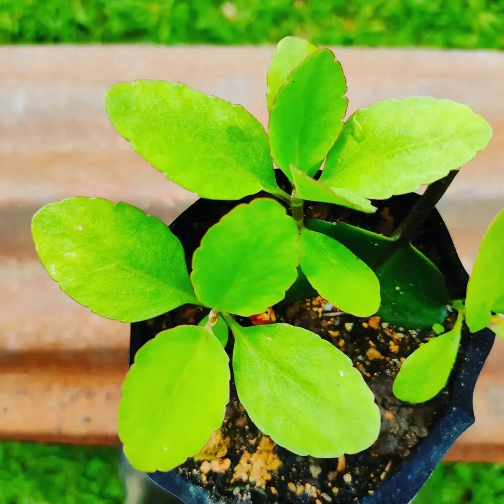 Kalanchoe pinnata