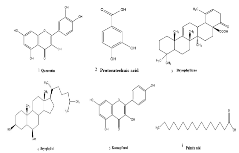 Kalanchoe pinnata is a miraculous plant a review