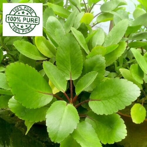 Dried kalanchoe pinnata miracle leaf air plants herbal plants herbal tea