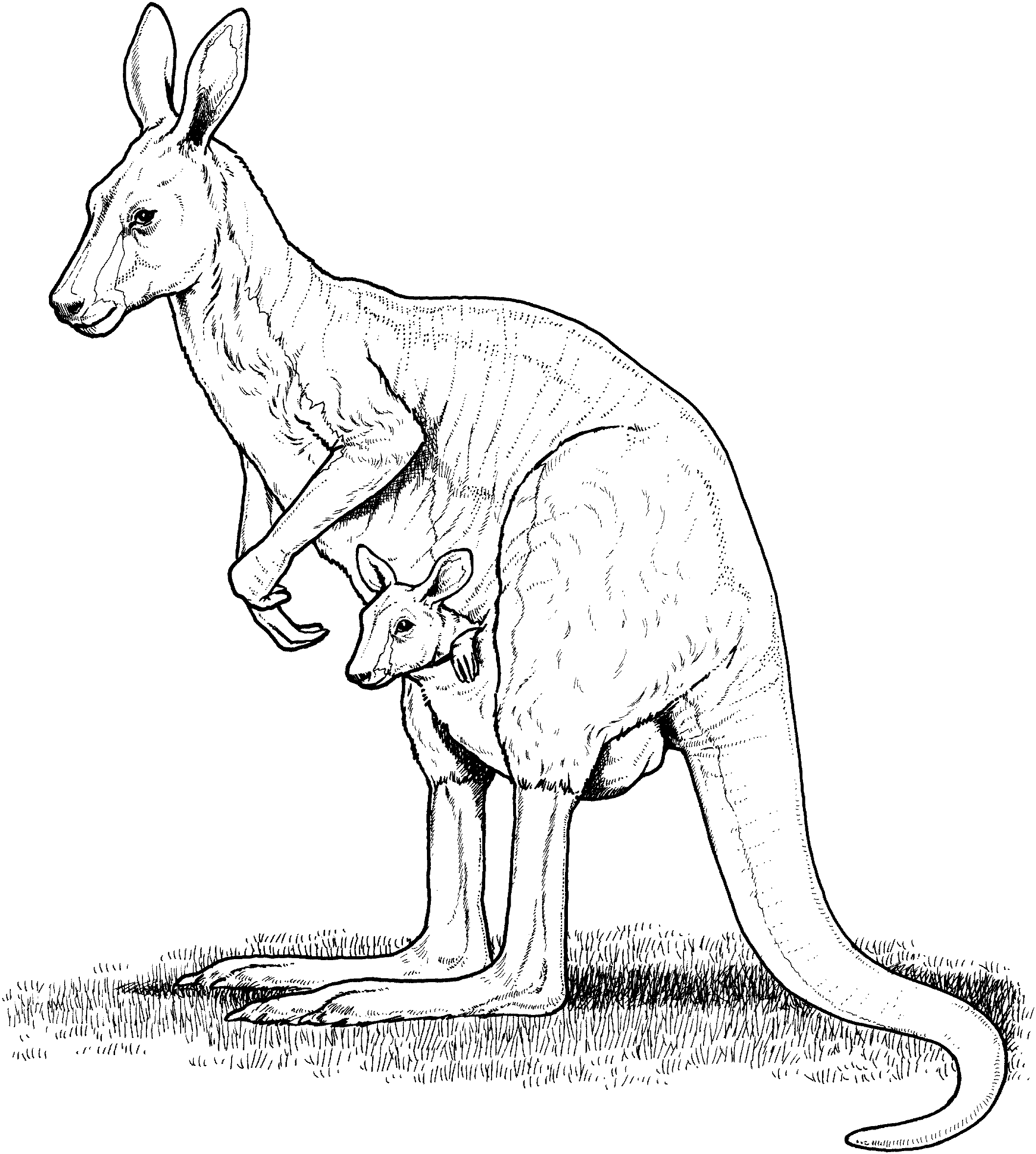 Free kangaroo coloring pages