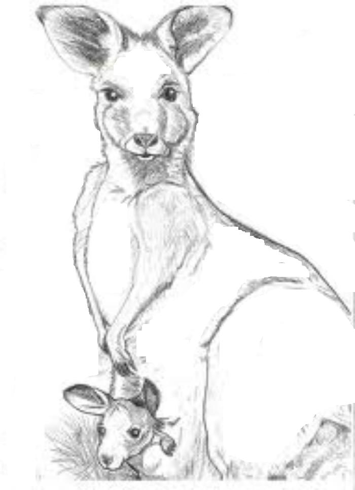 Free printable kangaroo coloring pages for kids