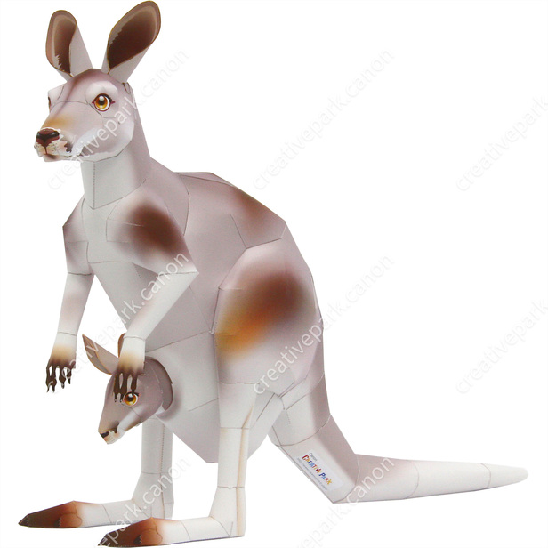 Kangaroo