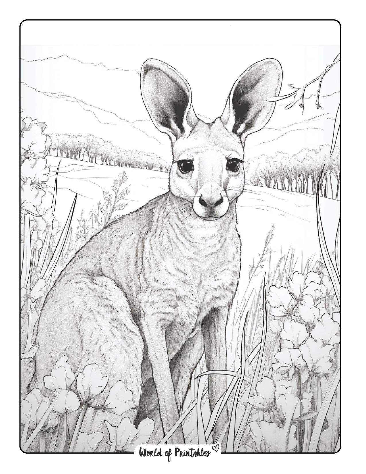 Kangaroo coloring pages