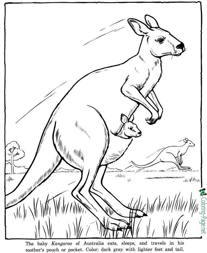 Kangaroo coloring pages zoo