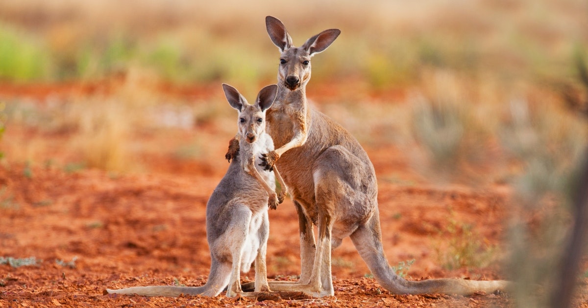 Kangaroo coloring pages to keep your lil joey from bouncing off the walls