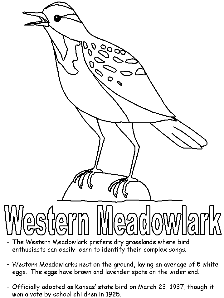 Western meadowlark coloring page