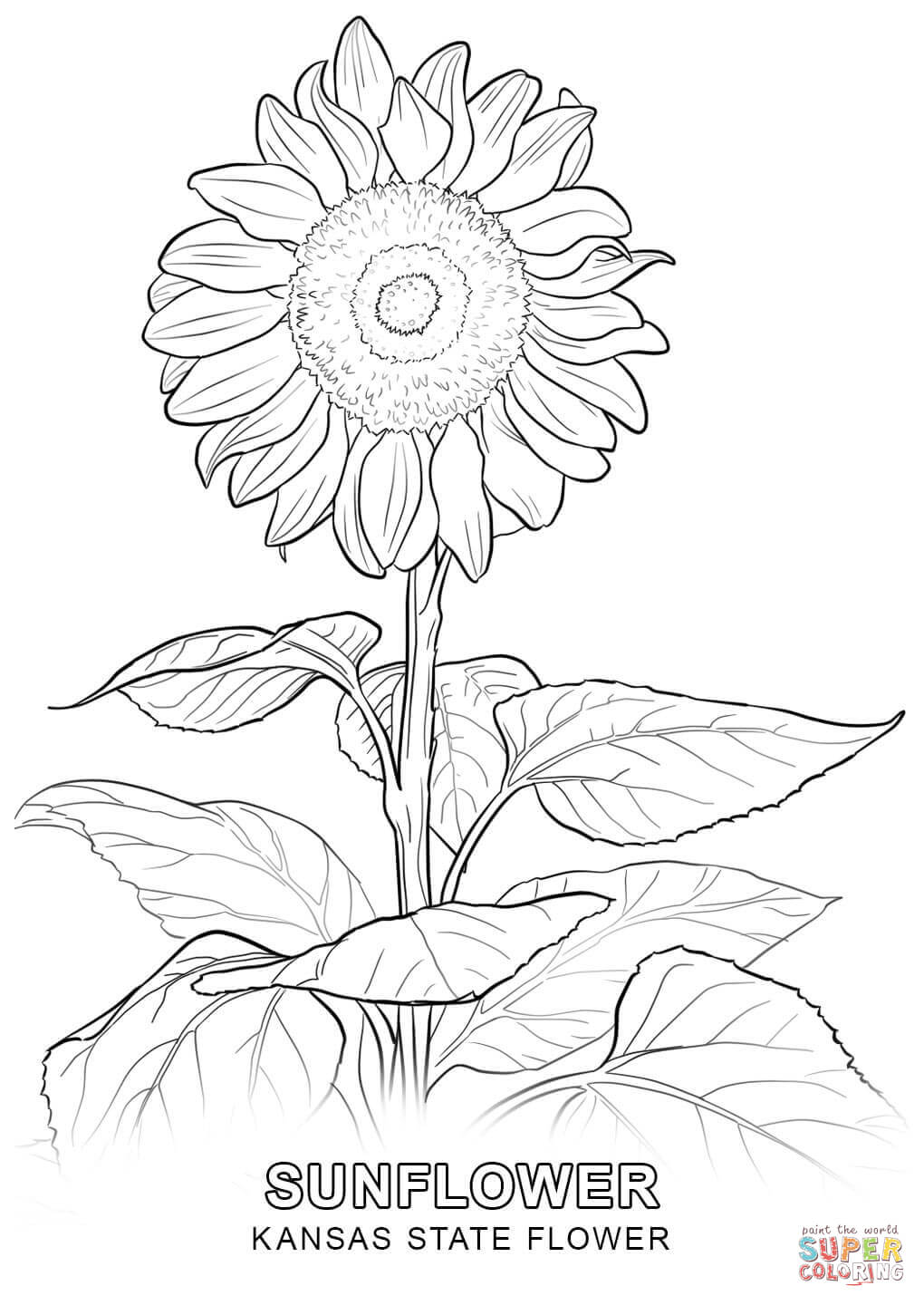 Kansas state flower coloring page free printable coloring pages